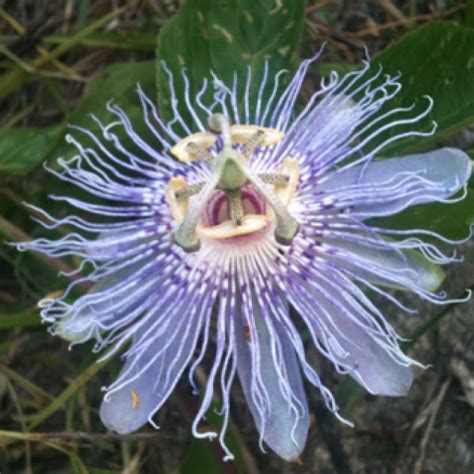 Passion Flower Project Noah