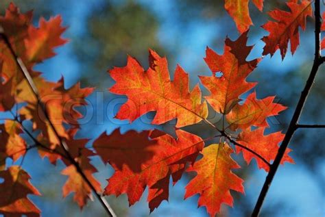 Red Oak Leaves On The Tree Branch Stock Photo Colourbox Red Oak