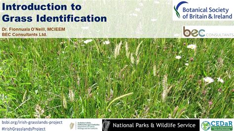 Introduction To Grass Identification Youtube