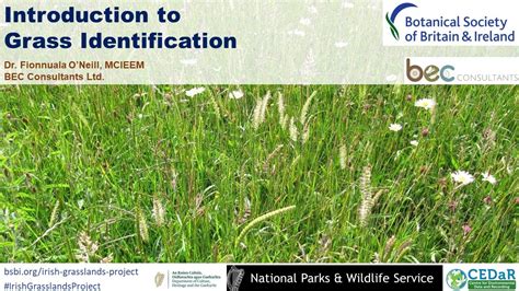 Common grasses found in pennsylvania hay and pasture fields. Introduction to Grass Identification - YouTube