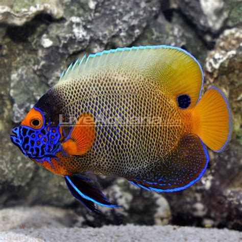 Blueface Angelfish Aquarium Ocean Creatures Marine