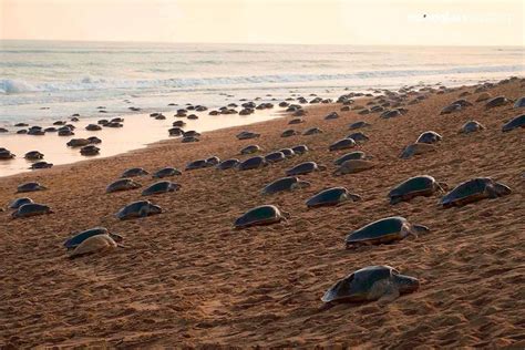 Tags Opinion Quarantine Sea Turtles