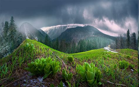 Mist Nature Landscape Spring Mountain Forest Clouds Rain Trees