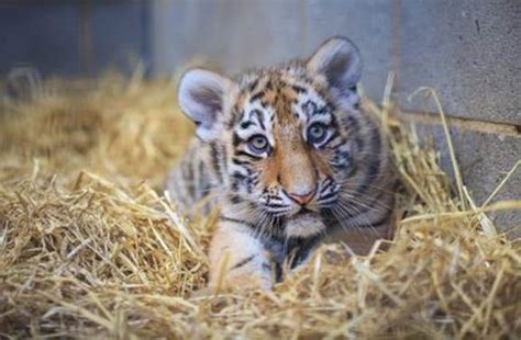 Rare Tiger Cubs Are Off And Running Zooborns