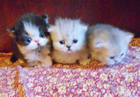 Scottish Kilt Kittens For Sale Munchkin Fold Kittens For Sale