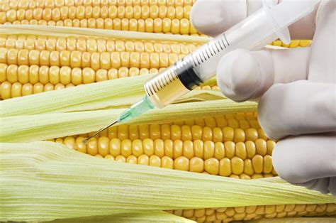 This can be done by creating how do genetically modified organisms (gmo) affect the environment? The Promising Yet Unsettling Pros and Cons of Genetic ...