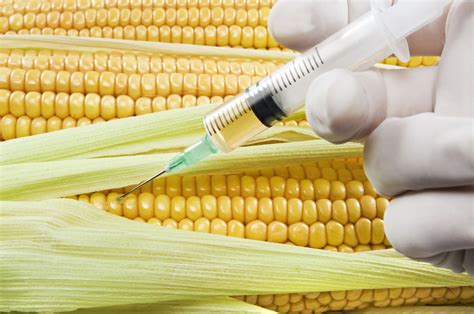 Because genetic modification can make plants resistant to disease and tolerant of herbicides, the process can increase the amount of food that farmers are able to grow. The Promising Yet Unsettling Pros and Cons of Genetic ...