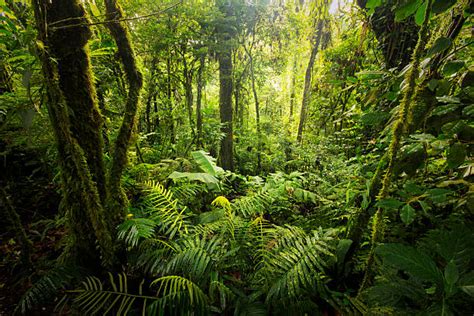 Tropical Rainforest Stock Photos Pictures And Royalty Free Images Istock