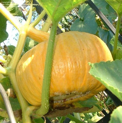 Download the free photo yellow pumpkins and use it on any type of project. PlantFiles Pictures: Pumpkin, Winter Squash 'Australian ...