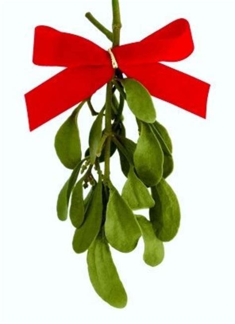 Real Natural Mistletoe One Fresh Cut Sprig With Bow Etsy Uk
