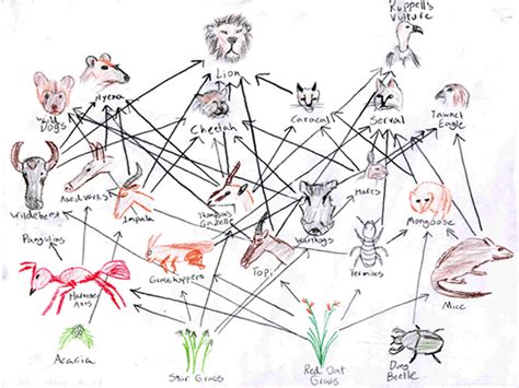 Food Webs Energy Flow In Ecosystems Presentation Biology