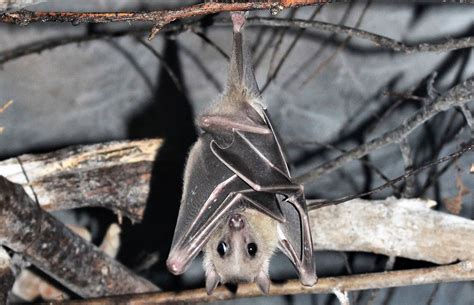 Egyptian Fruit Bat The Animal Facts Appearance Diet Habitat Behavior
