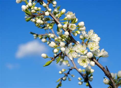 Sweet Cherry Flowers Spring April Flowers Stock Image Image Of