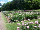Peony Garden at the Nichols Arboretum (University of Michi… | Flickr