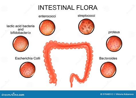 The Colon Intestinal Flora Stock Vector Illustration Of Bacterium