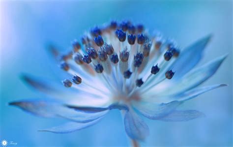Fond Décran Bleu Fleur Délicat Beauté Beautyinmacro Macro