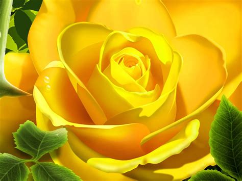 49 Screensavers And Wallpaper Yellow Roses Wallpapersafari