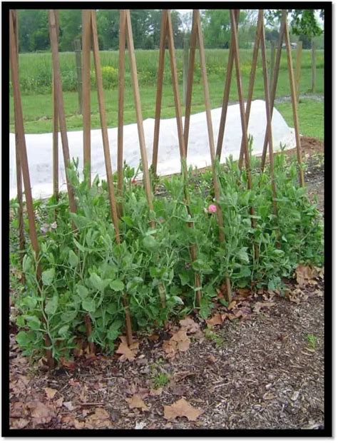 Brilliant Diy Pea Trellis Ideas Designs For Your Garden Build Pea My