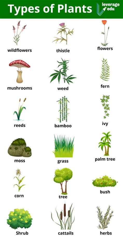 Pictures Of Non Flowering Plants With Their Names