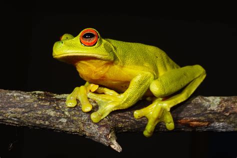 Red Eyed Green Tree Frog Care Kripe87