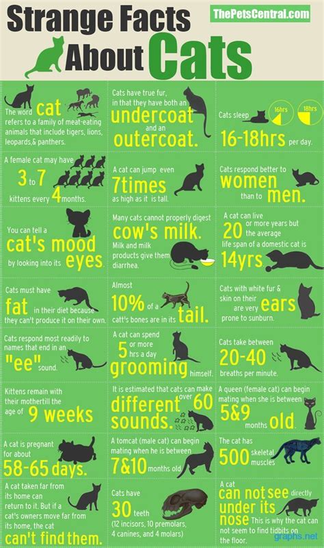Cat Breeds With Pictures Archives Infographics By