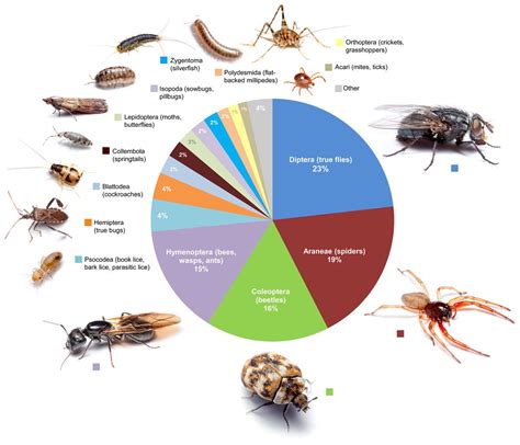 Types Of Home Pests