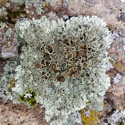 Pin By Minna H On Fungi Moss And Lichen Fungi Lichen Moss