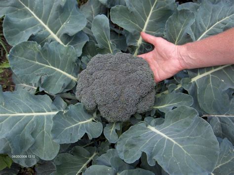 When To Harvest Broccoli