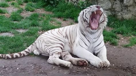White Bengal Tiger Yawns Panthera Tigris Tigris Beli Bengalski
