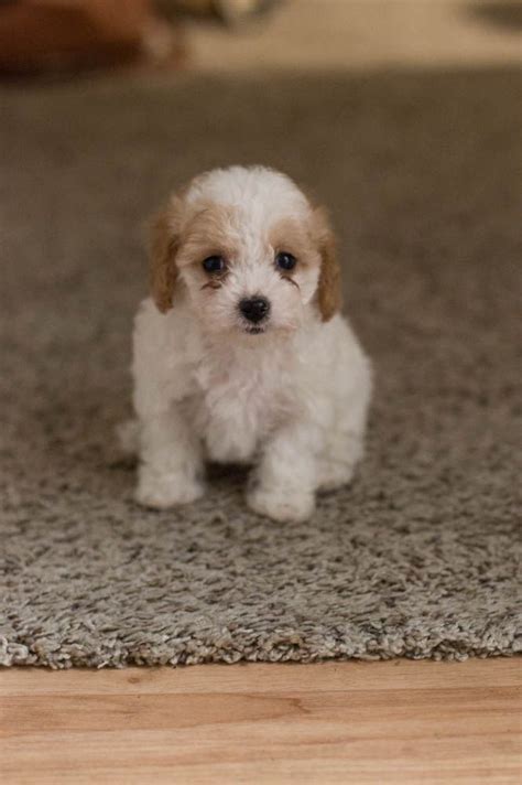 Cavapoo Cavoodle Cavapoo Puppy Cavoodle Puppy King Cavalier And