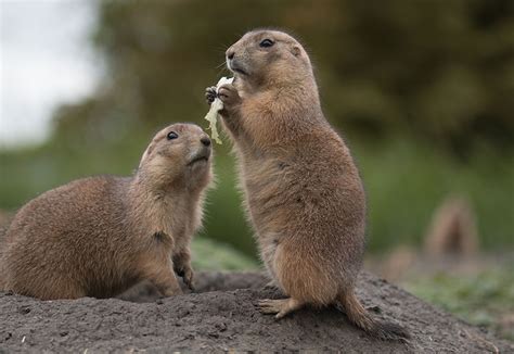 It is highly contagious and can live on surfaces for months. Prairie dogs murder for sport, according to research
