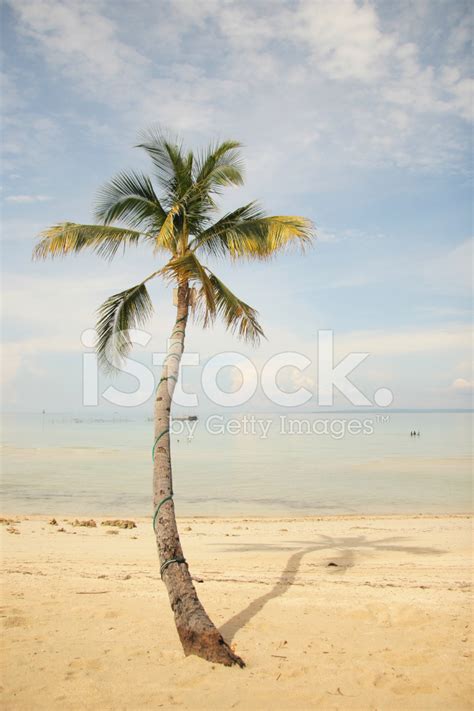 Single Coconut Tree Stock Photo Royalty Free Freeimages