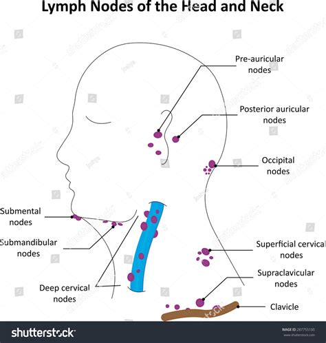 Stock Ilustrace „lymph Nodes Head Neck Labelled Diagram“ 287755100
