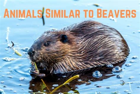 13 Amazing Animals Similar To Beavers With Pictures Earth Eclipse