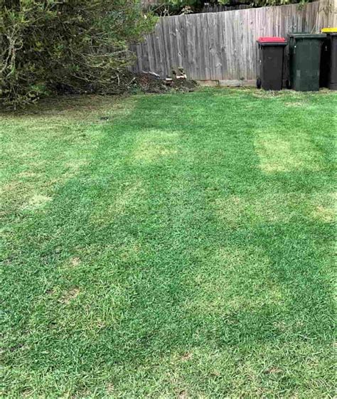 Professional Lawn Painting In Melbourne Fantastic Gardeners