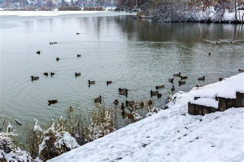 Snow Covered Lake Shore Flock Of Wild Ducks Male And Female Swim In
