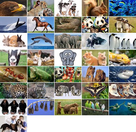 Animales Información En La【 Enciclopedia Animal 】® Anipedia