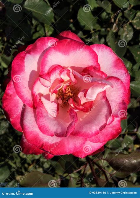 Bright Red And White Rose Flowers In Garden Stock Photo Image Of
