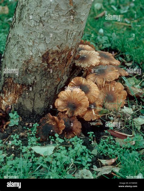 Honey Fungus Armillaria Mellea Fruiting Bodies At The Base Of An Old