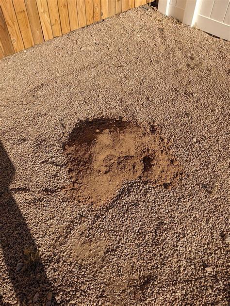 What Is Creating These Holes And Mounds In My Yard Phoenix