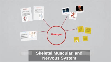 Skeletalmuscular And Nervous System By Ximena Gonzalez On Prezi