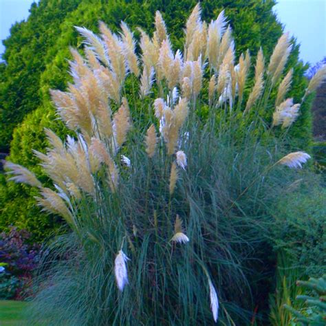 1 X White Alba Cortaderia Selloana Pampas Grass Pumila Tall Feathery