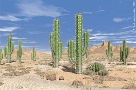 So you may wonder how a cactus, the. Weather, Climate and Natural Vegetation - St. Paul's ...
