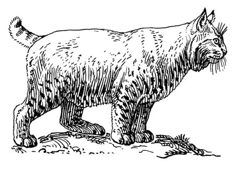 This particullar coloring sheet meassure is about 600 pixel x 492 pixel with approximate file size for around 77.80 kilobytes. Pregnant Female Bobcat Coloring Pages : Best Place to Color