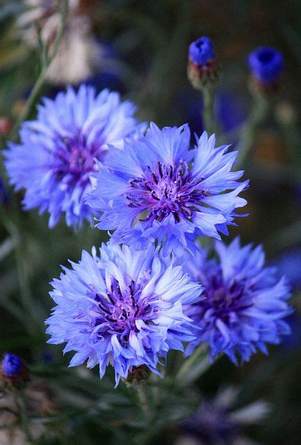 Cornflower Germanys National Flower Garden Love Pinterest