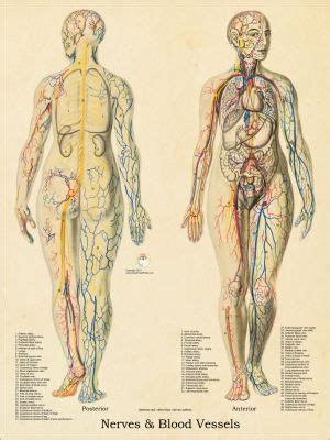 The human body is the structure of a human being. Vintage Reproduction Human Anatomy Charts