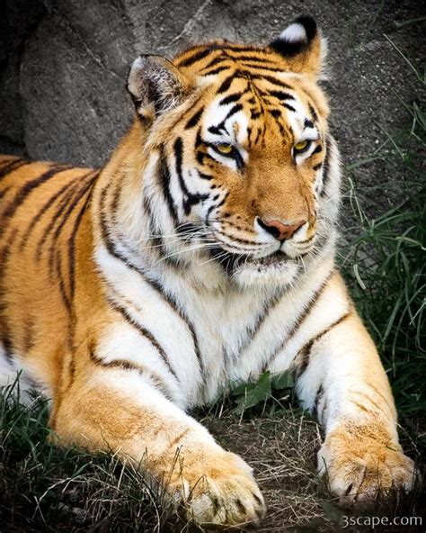 Amur Tiger Photograph By Adam Romanowicz