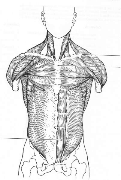 Anterior Chest Muscles Diagram Quizlet