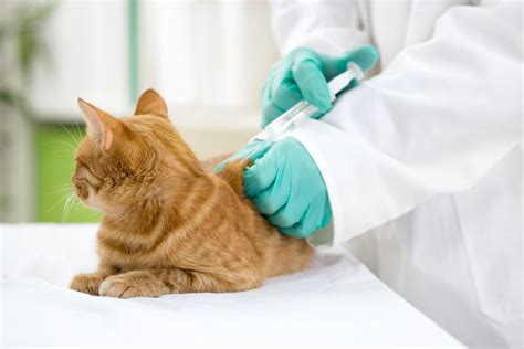 Cat Vaccinations Cat Health Cats Guide Omlet Uk