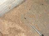 Carpenter Ants Droppings Images